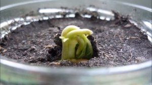 Проращивание фасоли