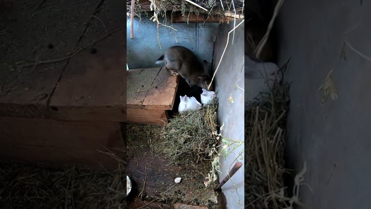 Бригада кушает сухарики смотреть онлайн