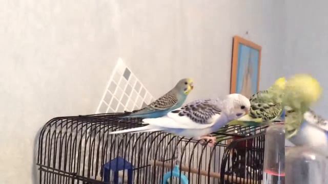 Волнистые попугайчики 🐥Baby BUDGIES 🐣# Птенцы учатся летать, Budgies Learn To Fly