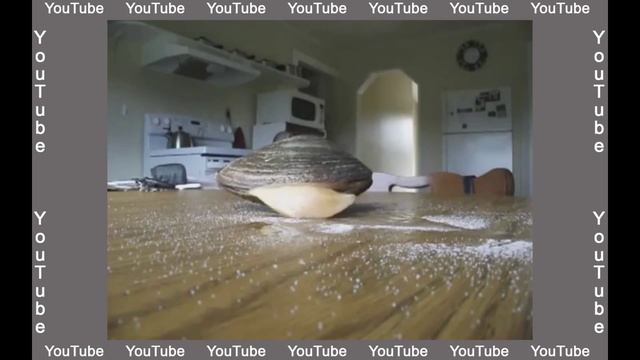 Видели как моллюск поедает соль? смотреть онлайн