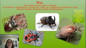Видеопрезентация для дошкольников «Насекомые»