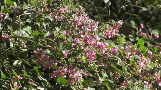ハギ(山萩)/Lespedeza bicolor 02_200930_森林公園 смотреть онлайн