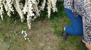 Спирея ,размножение .