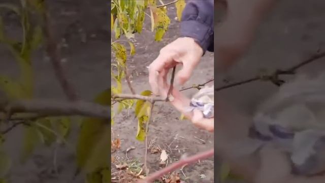 ОБРАБОТКА ран садовым варом смотреть онлайн