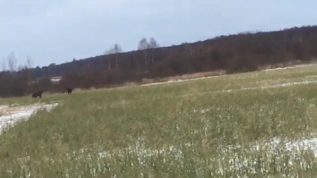 Дом, Машина, Лоси.