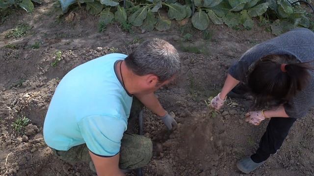КОПАЮ (ВЫПАХИВАЮ) КАРТОФЕЛЬ ПЛУГОМ. 2022 ГОД. СЫНОК ВЫРОС. МОТОБЛОК УГРА И ПЛУГ ПЦ-1-18 смотреть онлайн