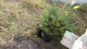 Пересадка пихты