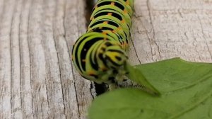 Гусеница махаона и её "рожки"