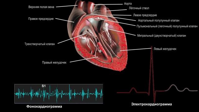 Самодельный электронный стетоскоп за пять минут! смотреть онлайн
