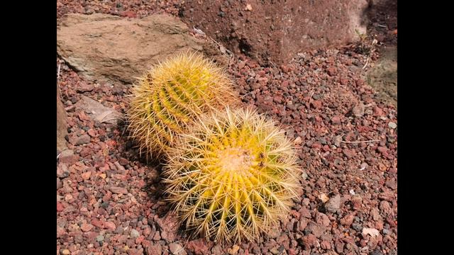 Kaktus. Palmitos Park. Gran Canaria. смотреть онлайн