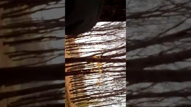 Дятел красной книги смотреть онлайн