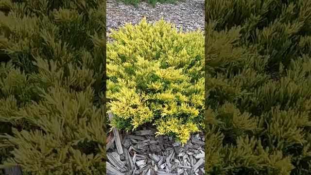 Можжевельник горизонтальный Lime Glow смотреть онлайн