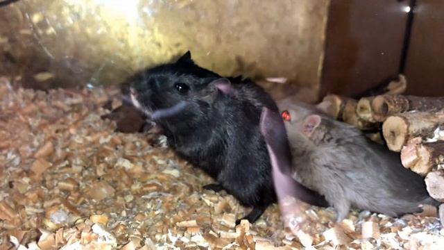 ДЕГУ ОПЯТЬ ДЕРУТСЯ? У Бубы с Пупой конфликт. Новый наполнитель для клетки смотреть онлайн