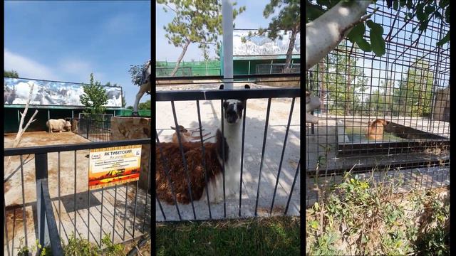 Наше сафари в Тайган-парке смотреть онлайн