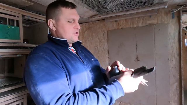 PRZYGOTOWANIA gołębi do SEZONU LOTOWEGO. Hodowca PZHGP Zbigniew Rodak - WYŚCIGI Gołębi Pocztowych. смотреть онлайн