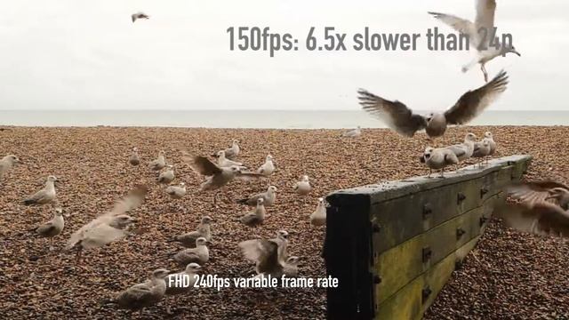 Panasonic LUMIX GH5S смотреть онлайн