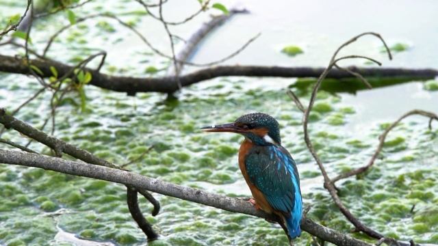 Eisvogel im Frühjahr 2019, Eisvogel kämpft um sein Leben, Tierfilm, Naturfilm, Tierdoku, Naturdoku смотреть онлайн