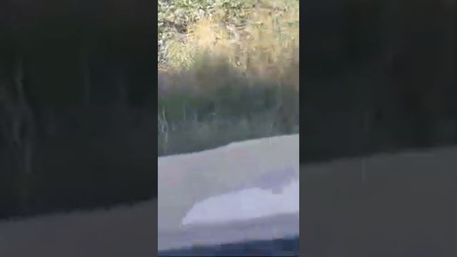 заяц. смотреть онлайн
