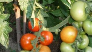 Преимущества томата сорта Санька  Посадка, уход