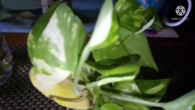 Late Upload / Update Water Propagation / Monstera Adansonii, Golden Pothos, Syngonium.
