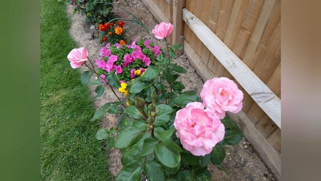 Rose Queen Elizabeth #backyardfarming смотреть онлайн