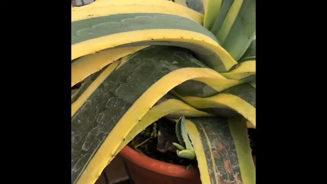 Agave americana смотреть онлайн