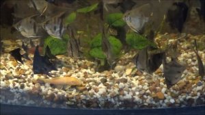 Разведение анубиаса