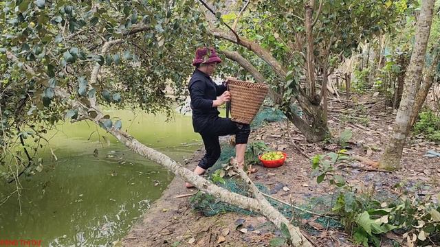 Harvesting Apples To Sell And Cutting Hair For Two Children - DANG THI DU