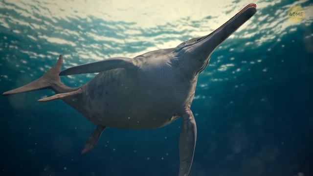 9 самых огромных морских существ, которые когда-либо существовали смотреть онлайн