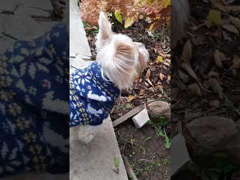 И кто там был ? Одной Боне известно.... смотреть онлайн