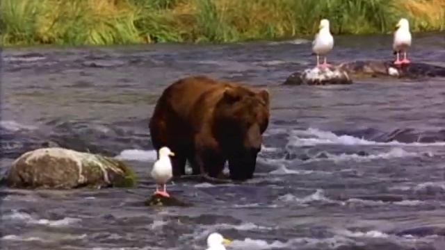 Bear. Медведь ловит рыбку смотреть онлайн