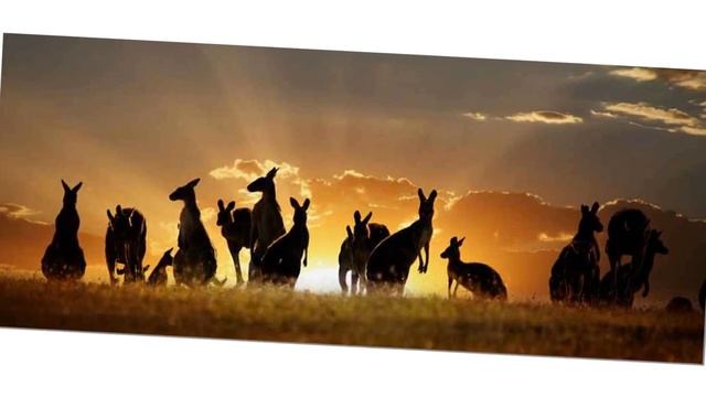 Австралия, Канада или Новая Зеландия смотреть онлайн