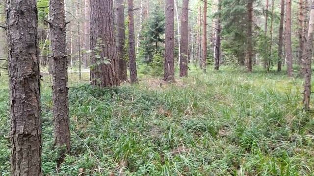 ЗА ГРИБАМИ . Леса Подмосковья смотреть онлайн