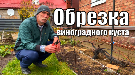 Формировка виноградного куста на одноплоскостной шпалере / Обрезка винограда смотреть онлайн