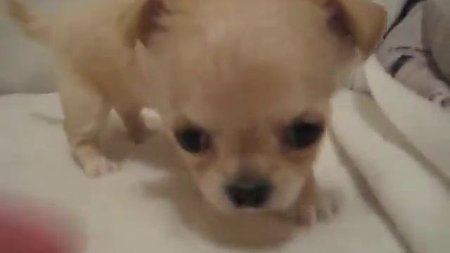 Девочка чихуахуа мини смотреть онлайн