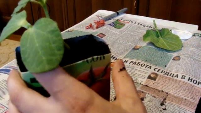 Прививка арбуза на фицефалию (Фиголистную тыкву) смотреть онлайн