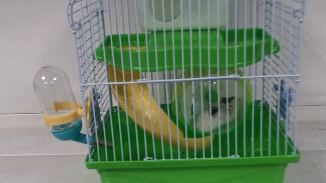 Хомячок с новой клеткой полный комплект в наличии много, цвета клеток разные, хомячки тоже смотреть онлайн