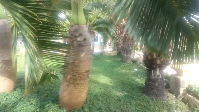 Город Фантьет. Прогулка по магазину. Центральный парк и музей Кита смотреть онлайн