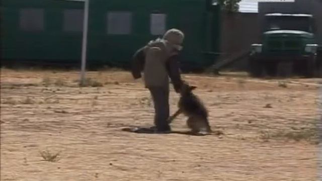 День кинолога выпускной смотреть онлайн