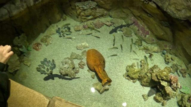 Океанариум Санкт- Петербург смотреть онлайн