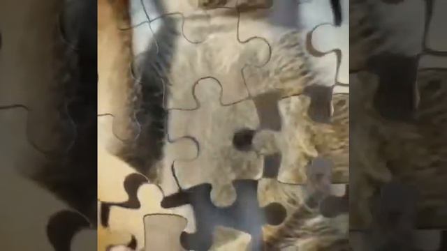 15 милых животных!!! смотреть онлайн