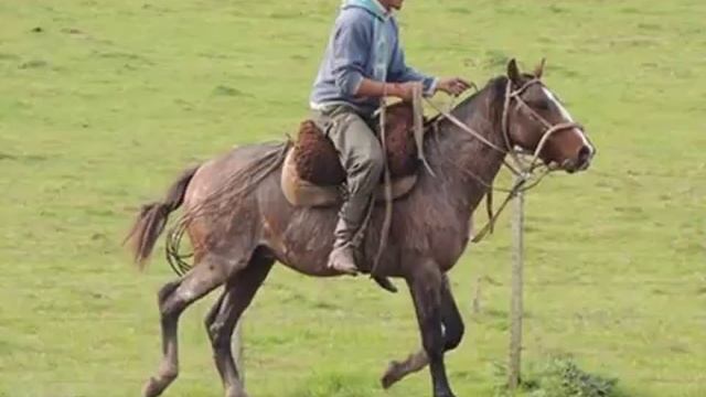 Campereando por Mario Pino смотреть онлайн