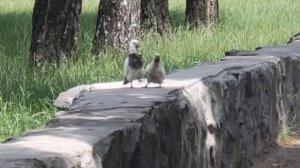 Как спариваются голуби