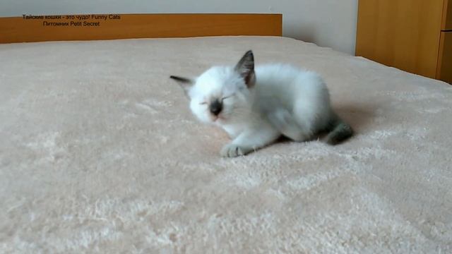Как месячный тайский котёнок Ноян испугался дразнилку и чуть не упал! Тайские кошки это чудо! Fun смотреть онлайн