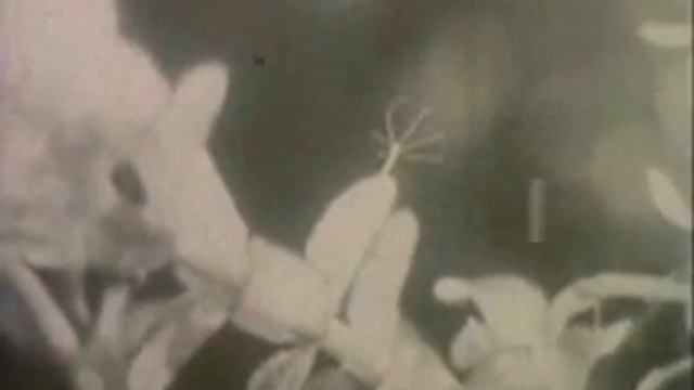 Гидра в разрезе смотреть онлайн