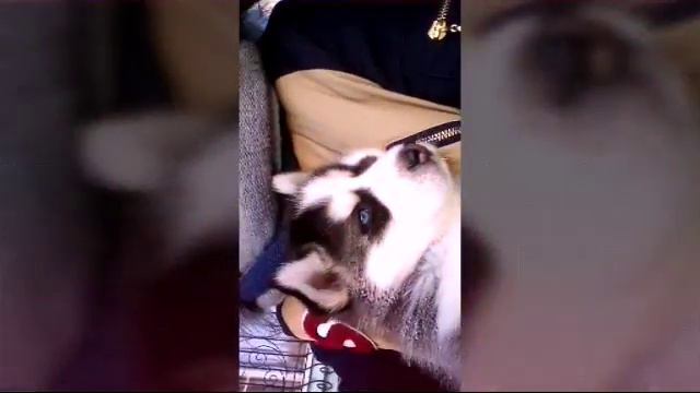 Я гуляю со своим щенком смотреть онлайн