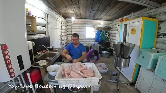 Самый быстрый забой бройлеров?! 3 минуты на голову смотреть онлайн