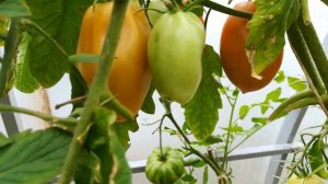 Томаты Японка, Катя F1, Столыпин и другие-обзор теплицы с томатами на 17 сентябпя