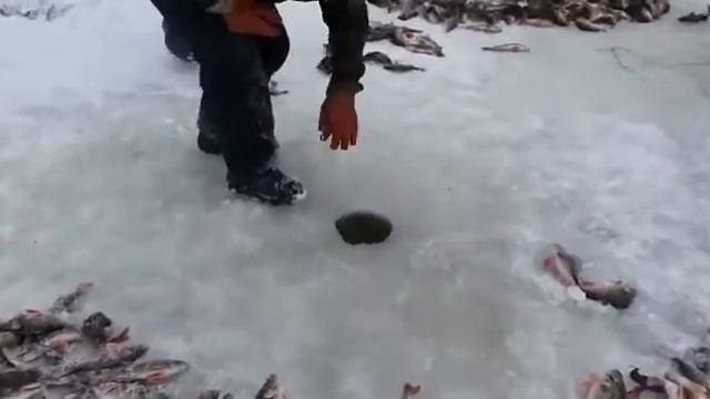 Дикий клёв окуня на северах. смотреть онлайн