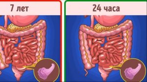 Проглотил ЖВАЧКУ ЧТО ДЕЛАТЬ?! Ждать 7 лет?!
